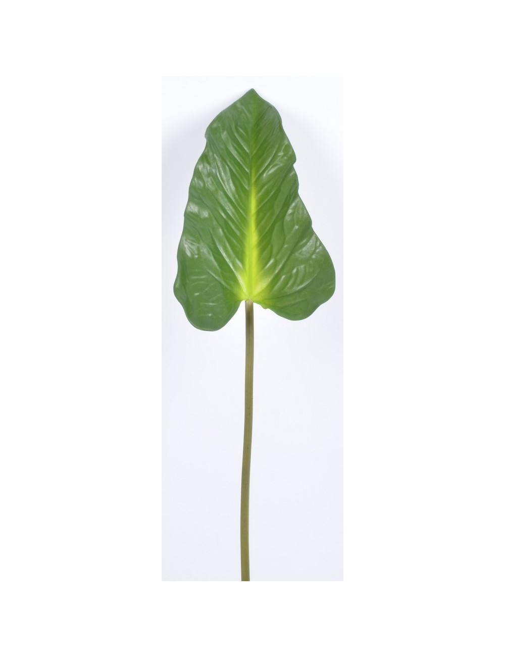 FEUILLE ANTHURIUM