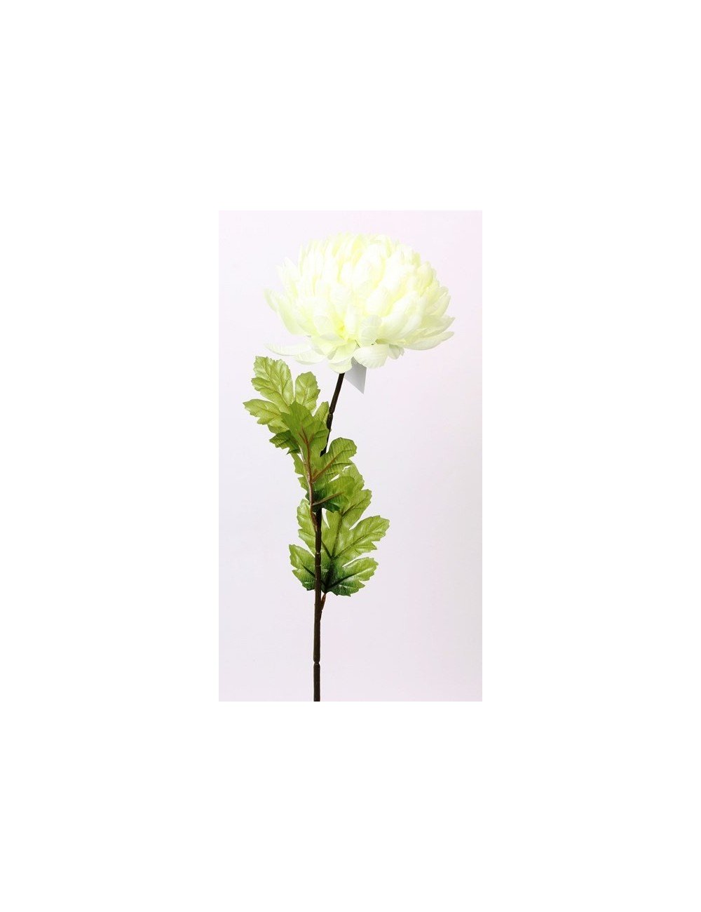 CHRYSANTHEME BOULE PM