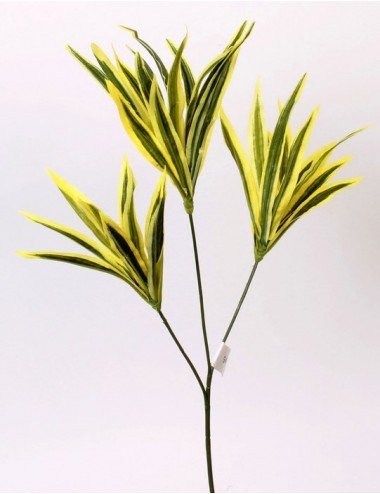 MINI DRACENA X3 GREEN YELLOW