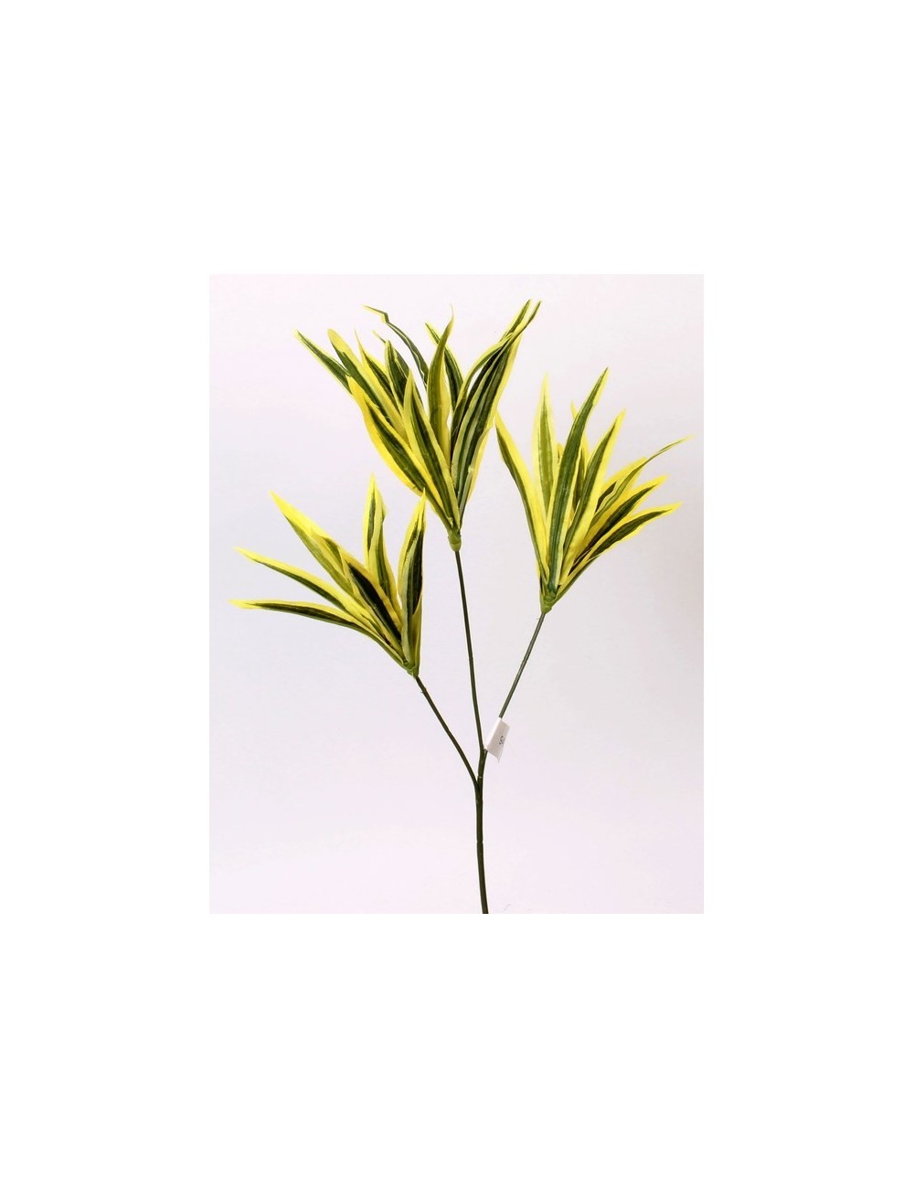 MINI DRACENA X3 GREEN YELLOW