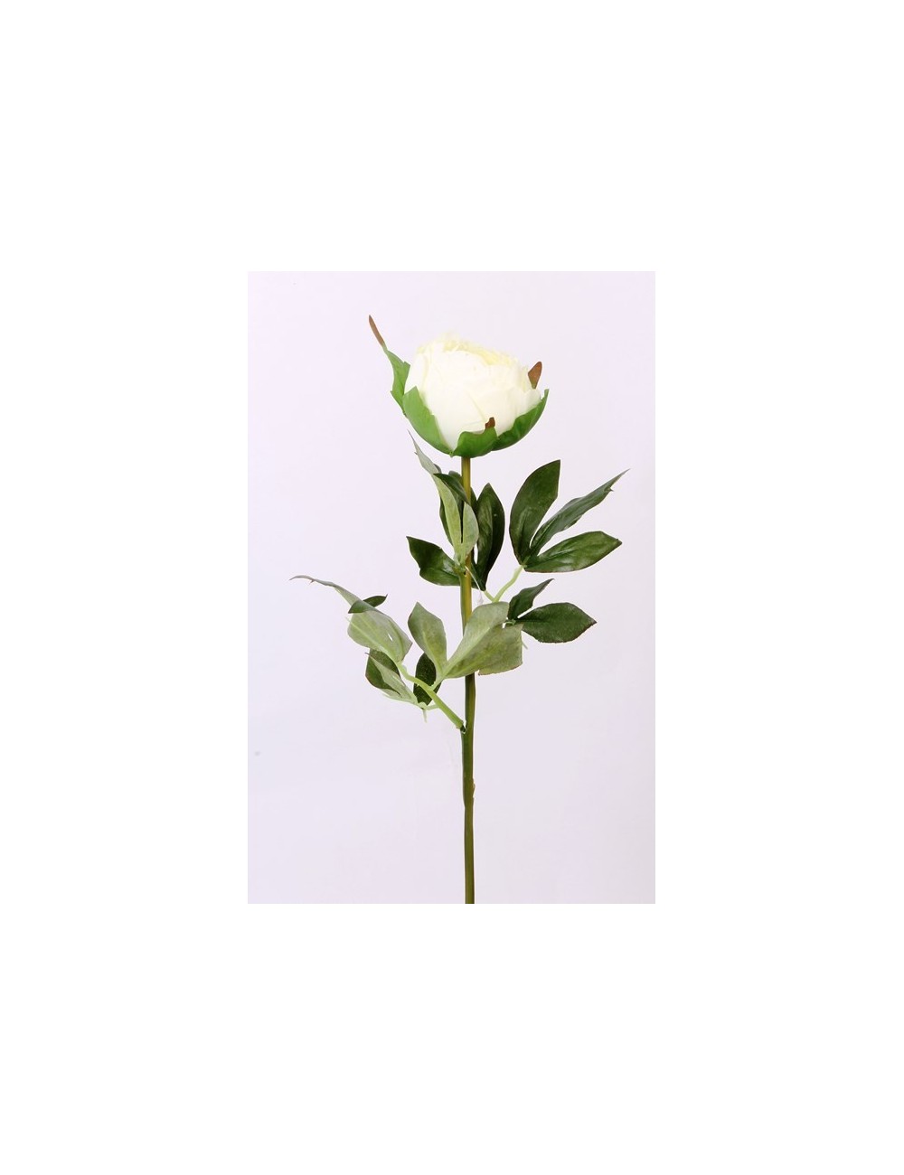 PIVOINE EN BOUTON CREAM