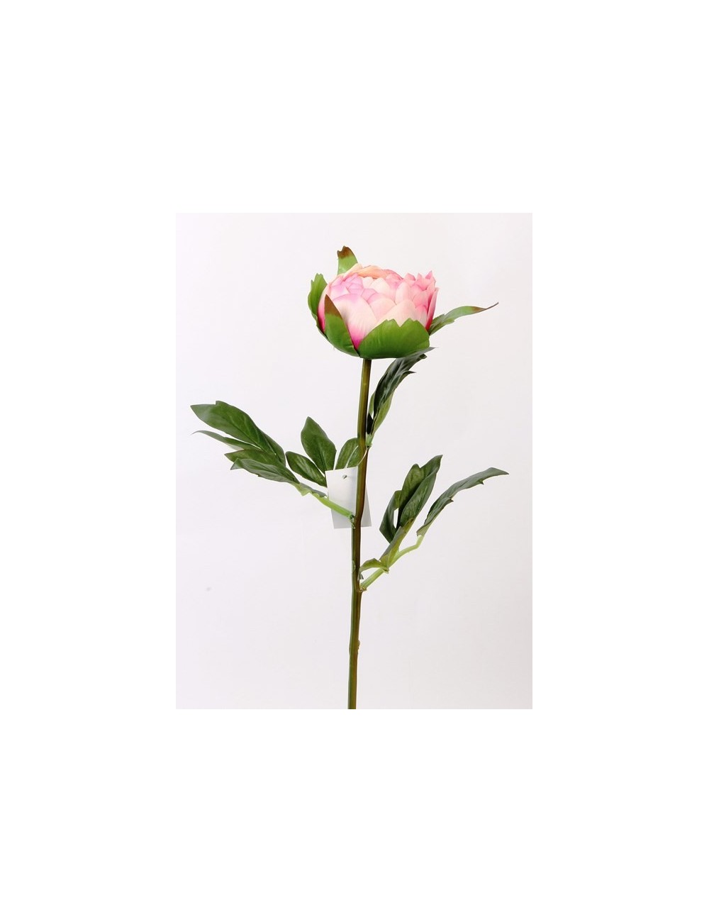 PIVOINE EN BOUTON PINK CREAM