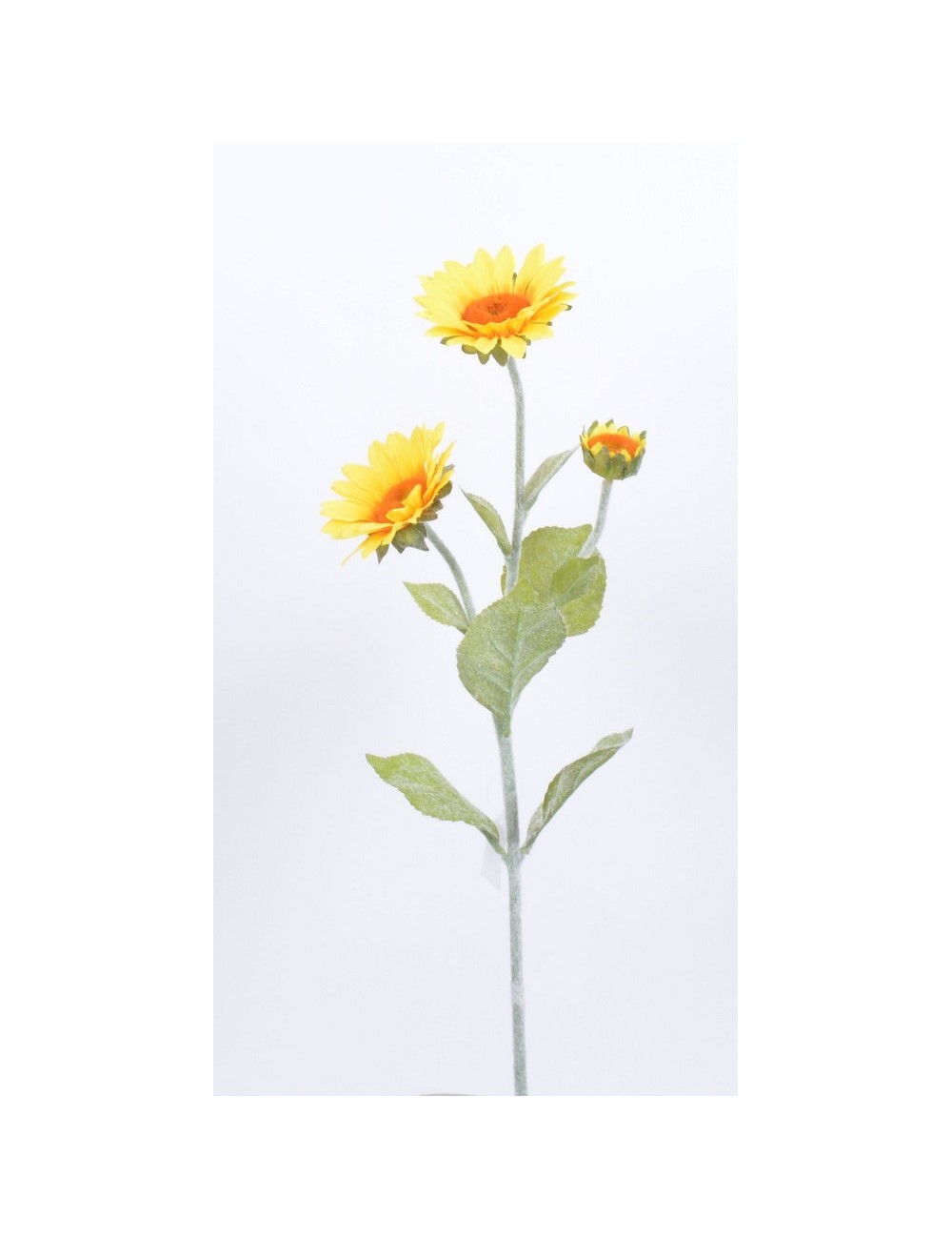 TOURNESOL