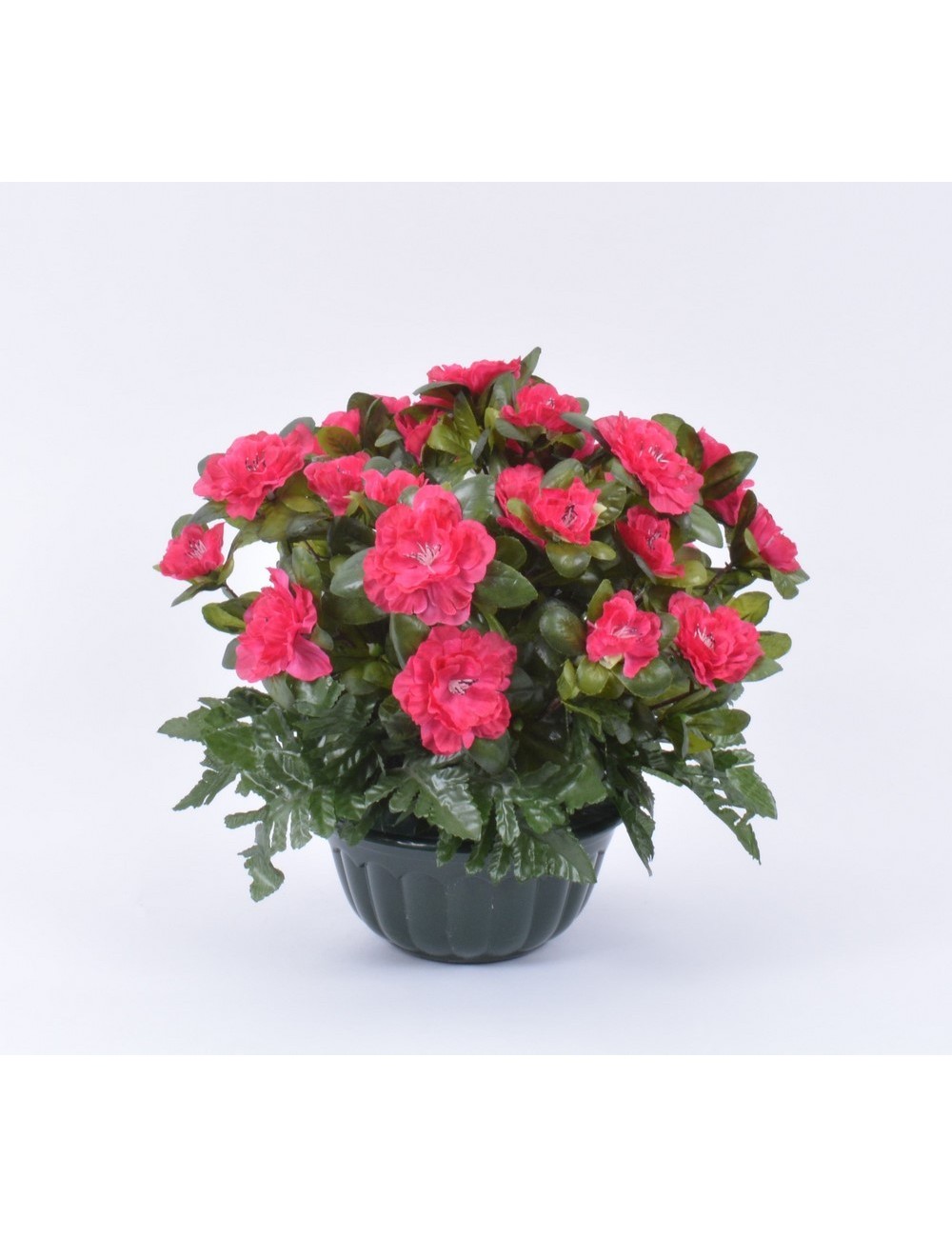 HORTICOLE 17 AZALEE DK PINK + FOUGERE