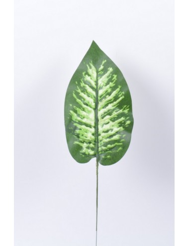 DIEFFENBACHIA