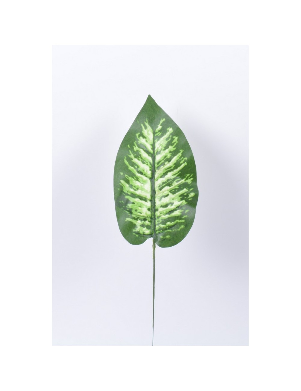 DIEFFENBACHIA