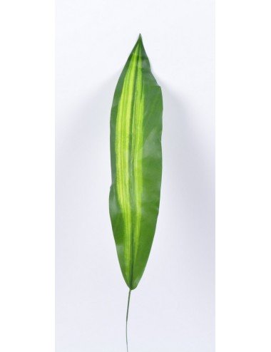 SANSEVIERIA