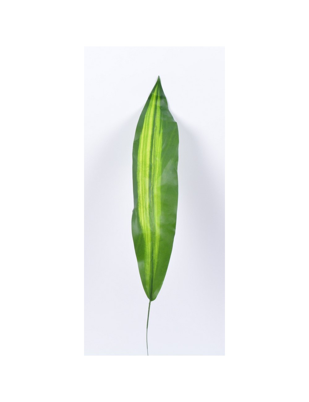 SANSEVIERIA