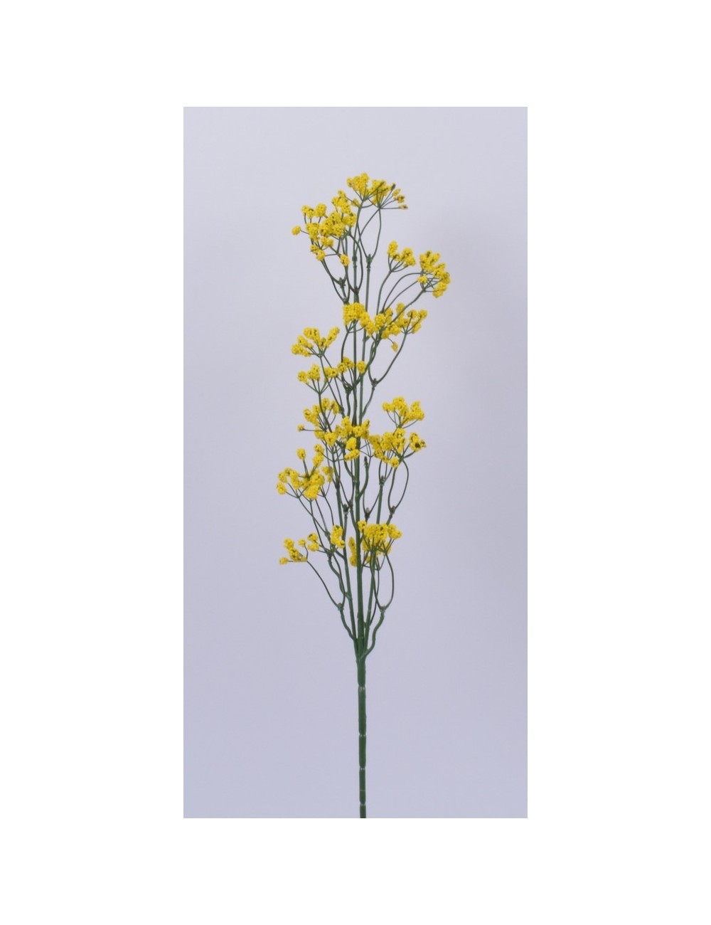 GYPSOPHILLE YELLOW