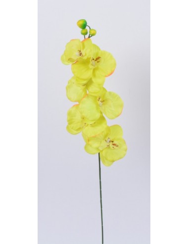 ORCHIDEE PM X 7 GREEN