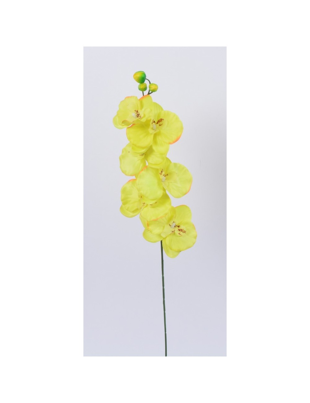 ORCHIDEE PM X 7 GREEN