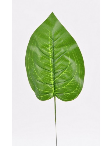 FEUILLE DIEFFENBACHIA GREEN