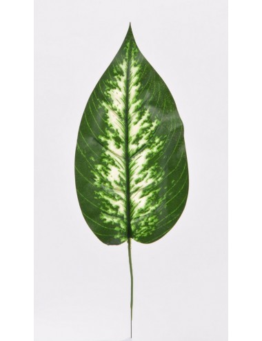 FEUILLE DIEFFENBACHIA GREEN CREAM