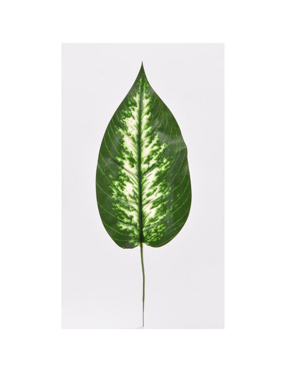 FEUILLE DIEFFENBACHIA GREEN CREAM