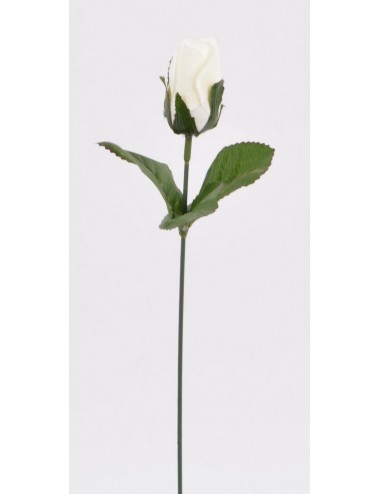 BOUTON DE ROSE WHITE