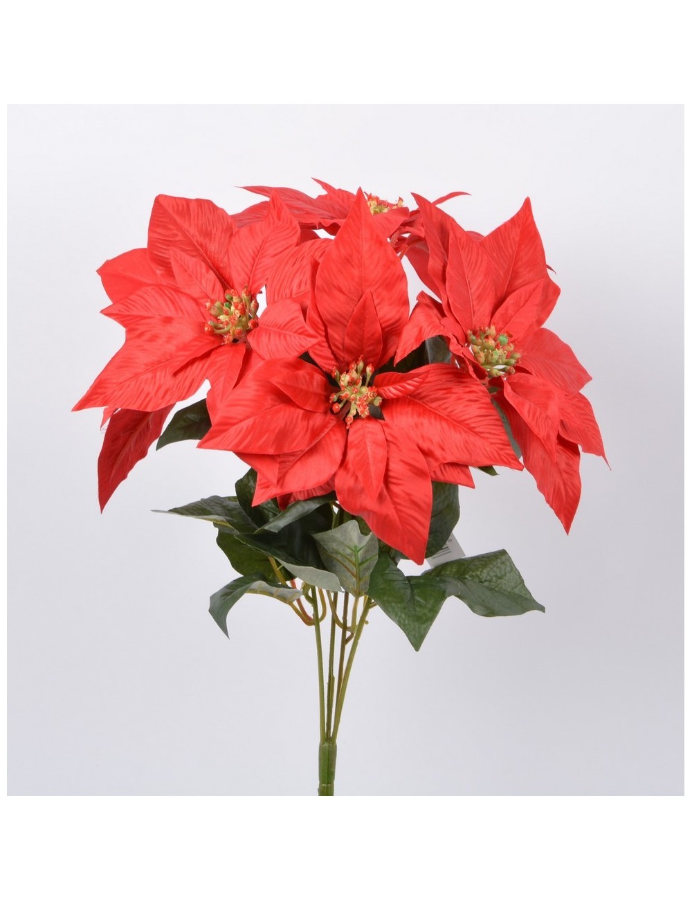 PIQUET DE POINSETTIA X