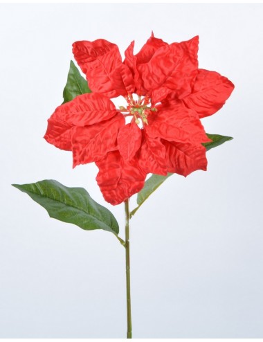 POINSETTIA TIGE