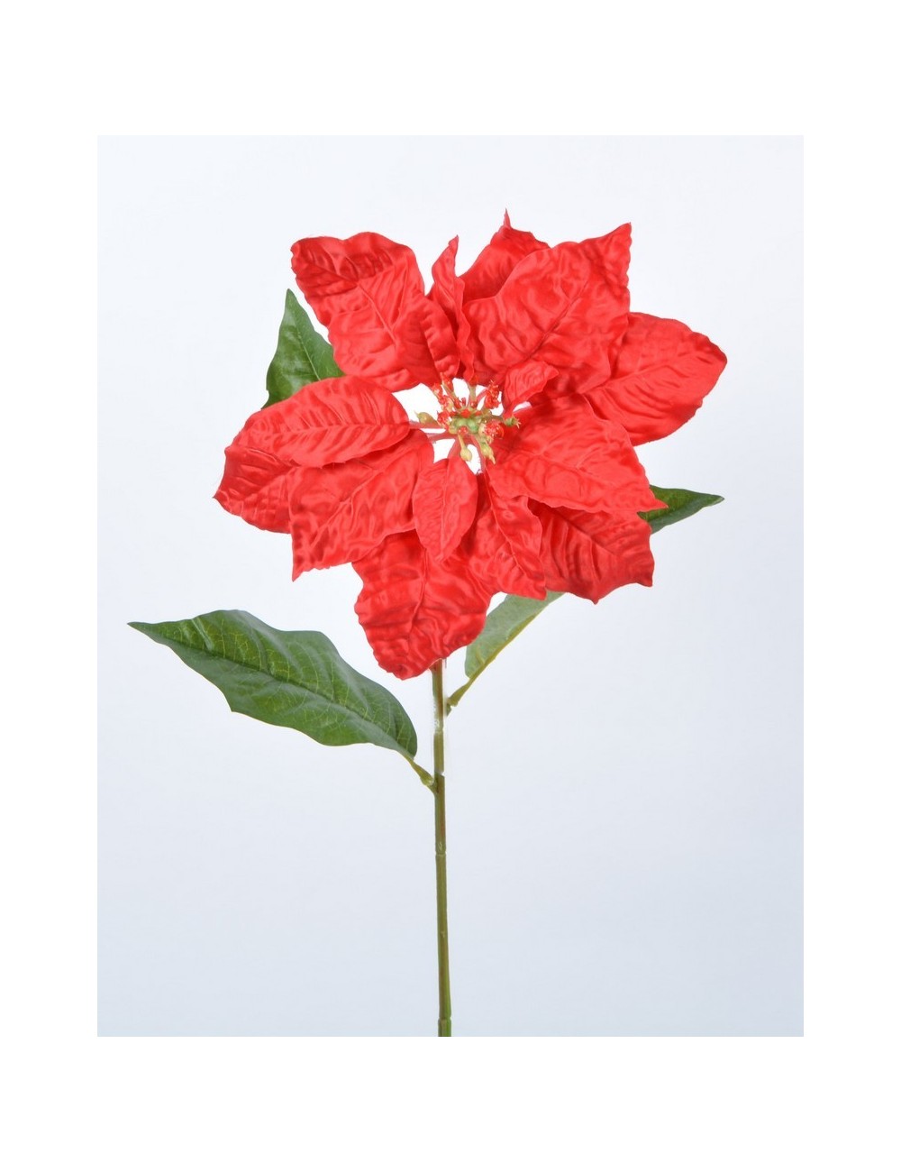 POINSETTIA TIGE