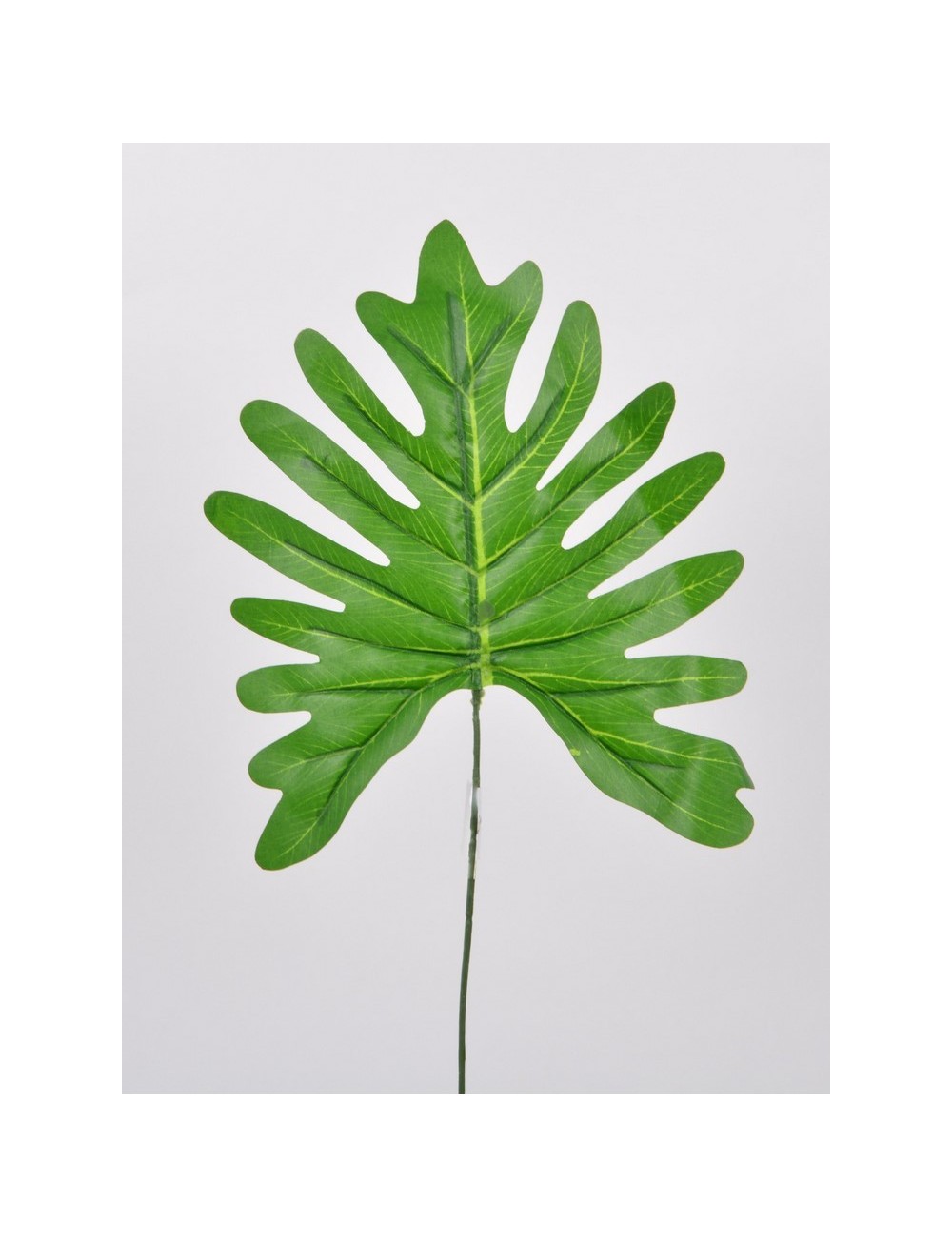 ARALIA