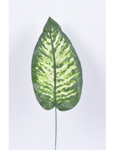 DIEFFENBACHIA