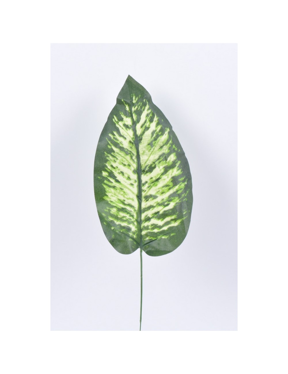 DIEFFENBACHIA