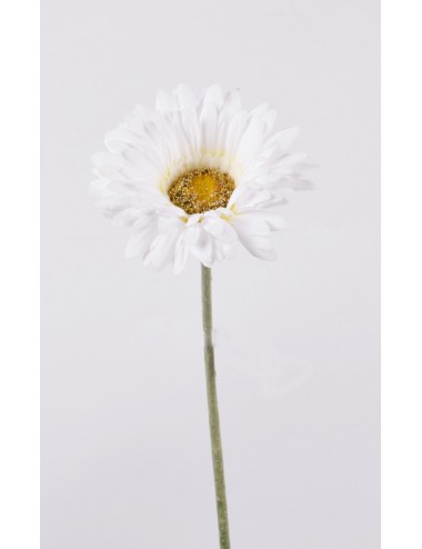 GERBERA WHITE CREAM