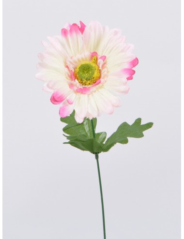 GERBERA DE MONTAGE CREAM PINK EDGE