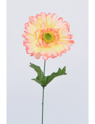 GERBERA SALMON