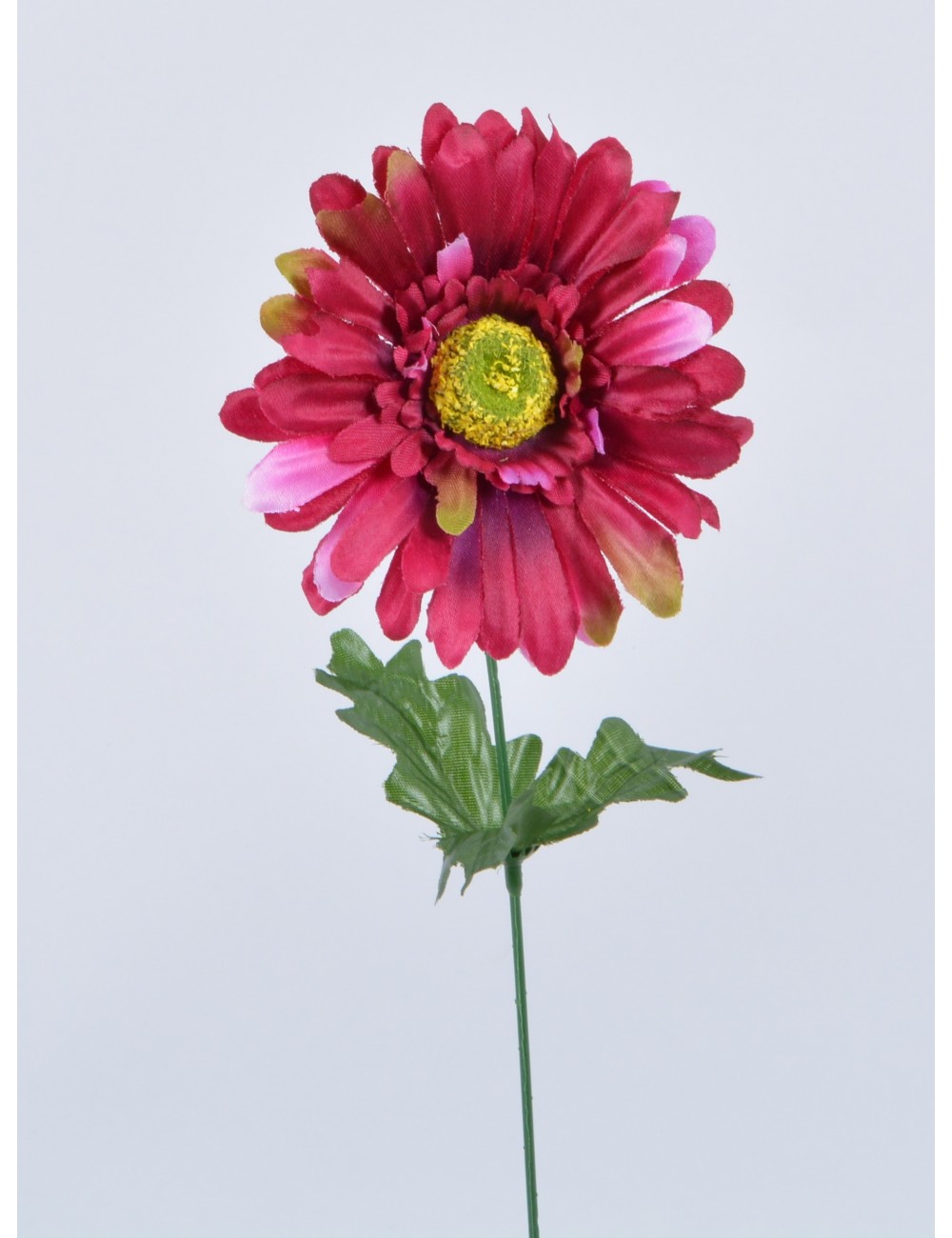 GERBERA BURGUNDY