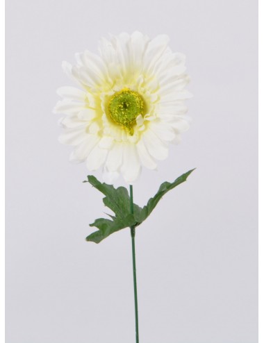 GERBERA CREAM