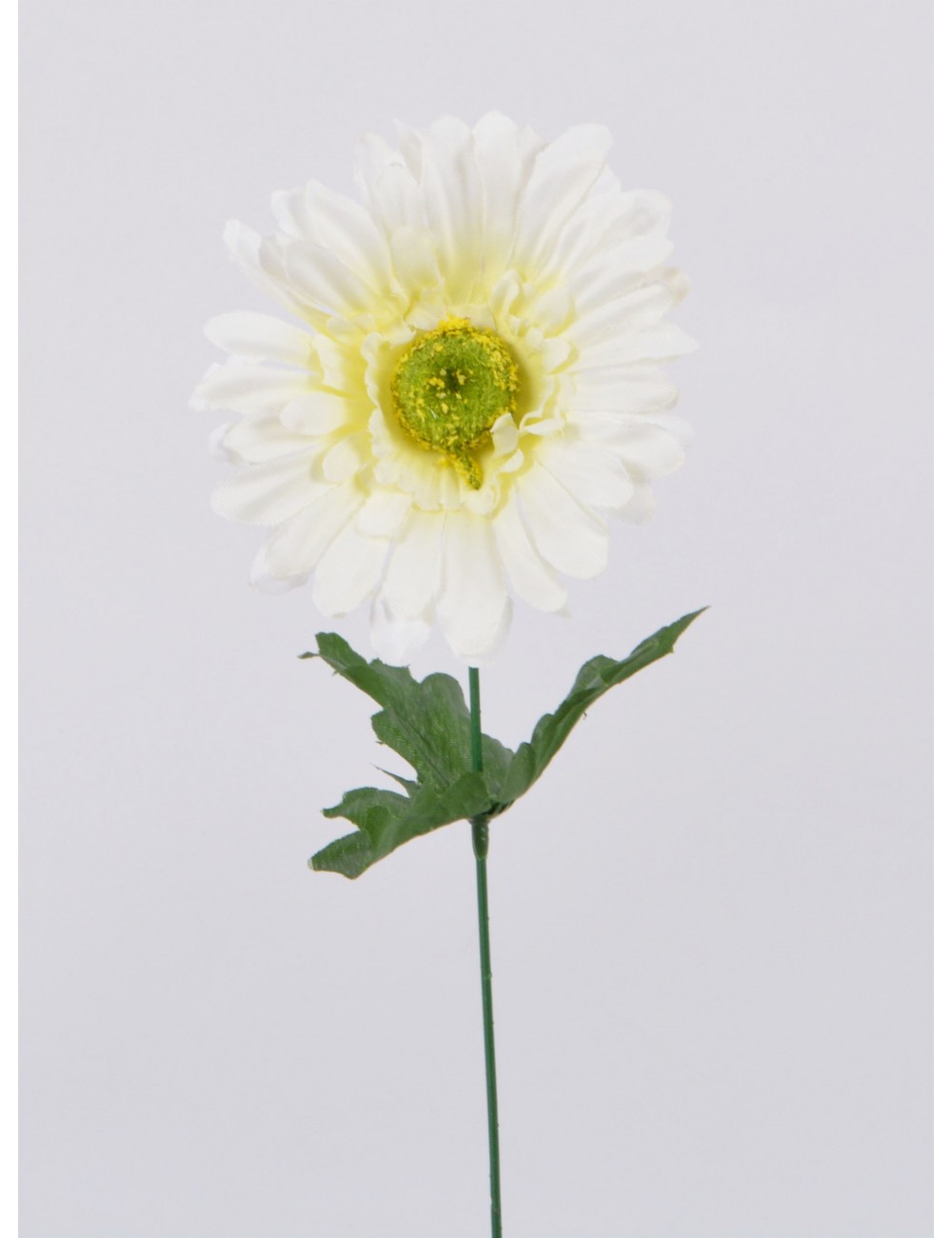 GERBERA CREAM