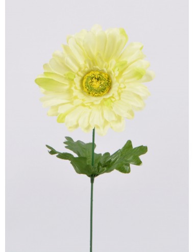 GERBERA CREAM/GREEN