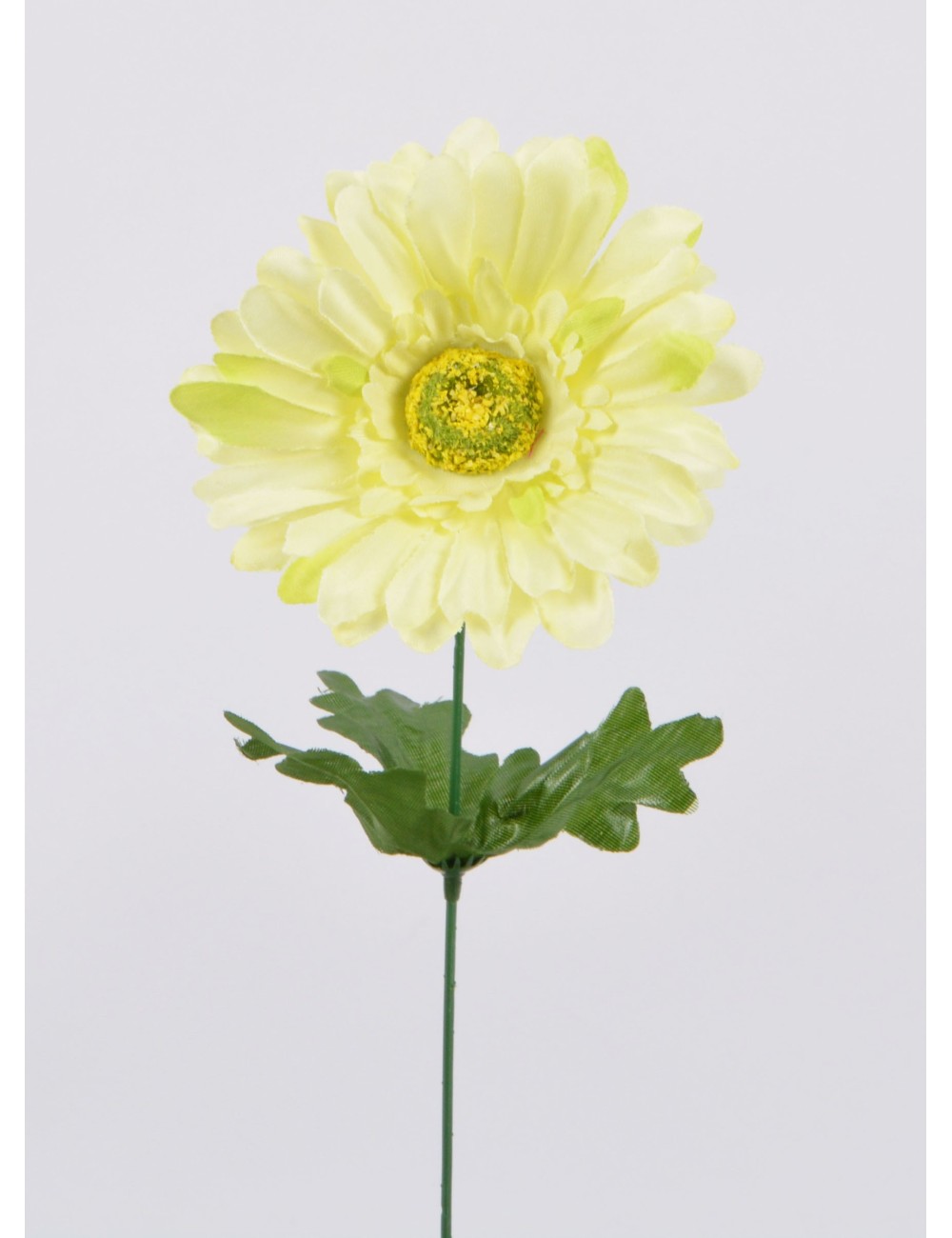 GERBERA CREAM/GREEN