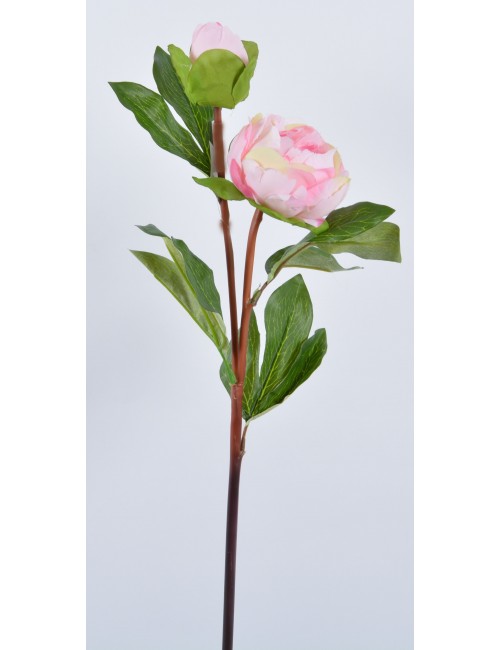 PIVOINE + BOUTON ASS