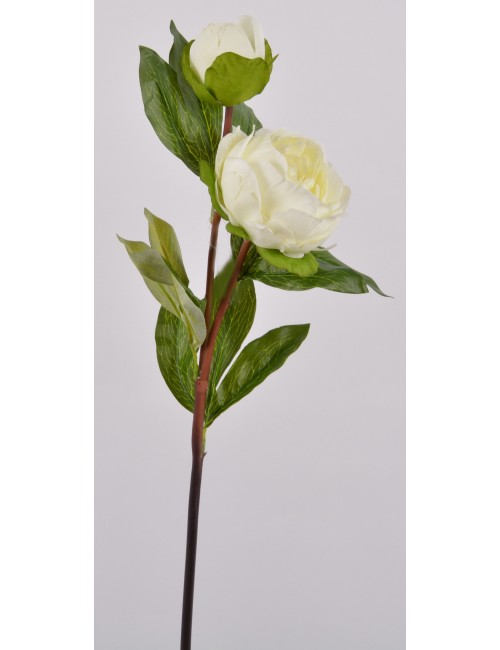 PIVOINE + BOUTON ASS