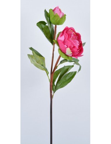 PIVOINE + BOUTON PINK