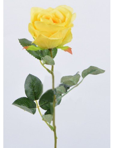 ROSE YELLOW