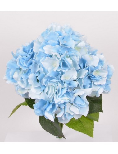 PIQUET HORTENSIA X5 LIGHT BLUE