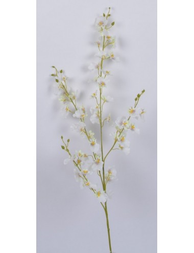 ORCHIDEE ONCIDIUM WHITE