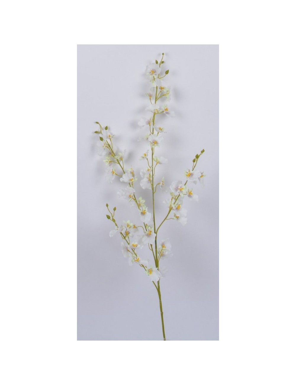ORCHIDEE ONCIDIUM WHITE ORCHIDEE ONCIDIUM WHITE