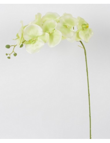 BRANCHE ORCHIDEE WHITE