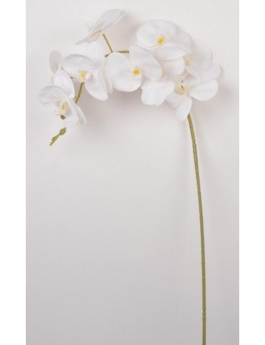 BRANCHE ORCHIDEE LATEX CREAM