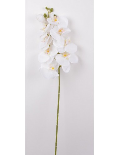 ORCHIDEE X8 WHITE