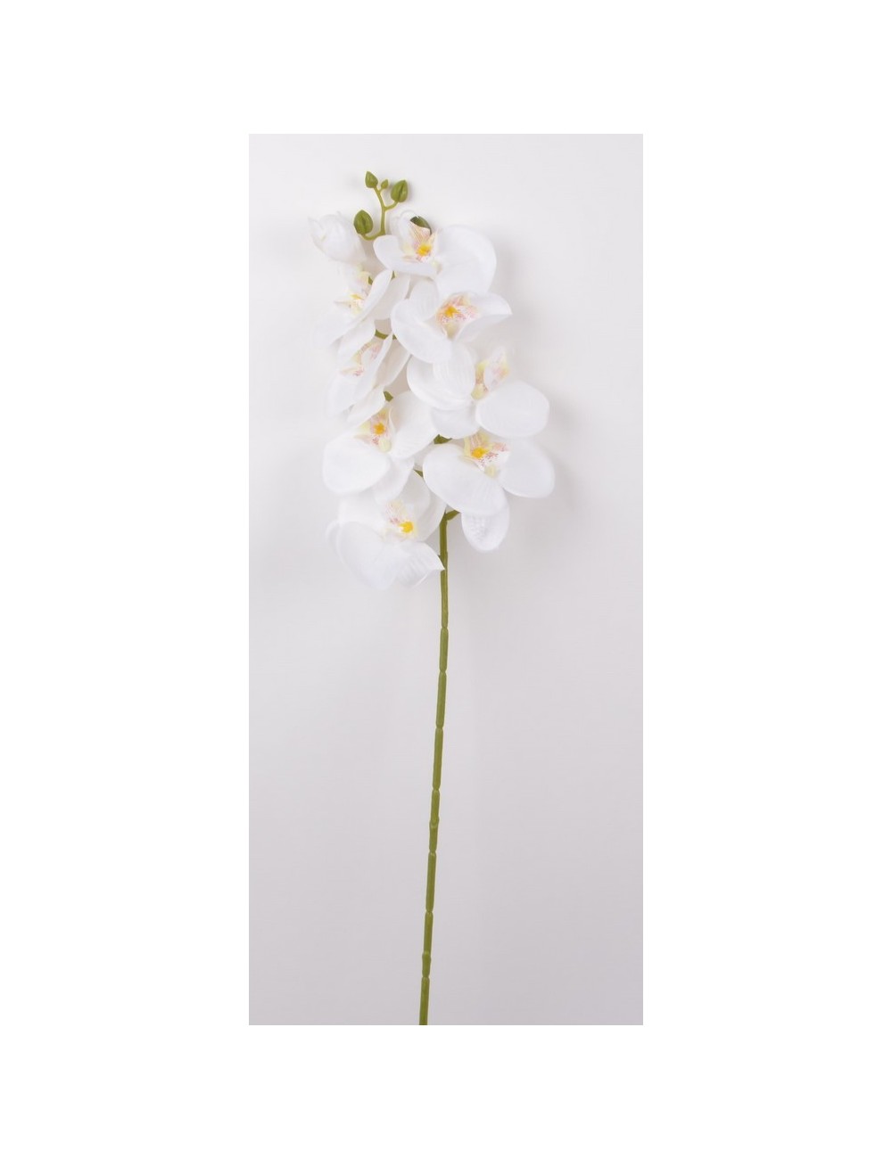 ORCHIDEE X8 WHITE