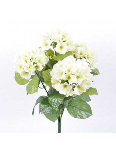 HORTENSIA X 5 CREAM
