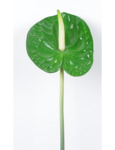 ANTHURIUM X1 GREEN