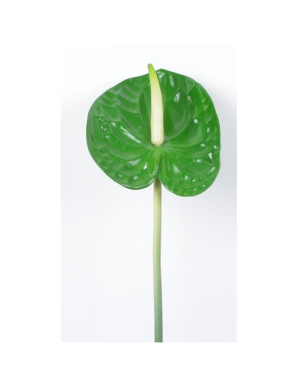 ANTHURIUM X1 GREEN