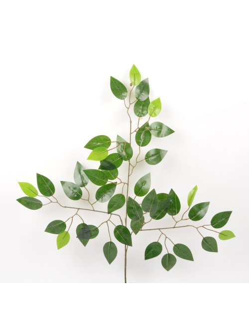 BRANCHE DE FICUS X12 GREEN