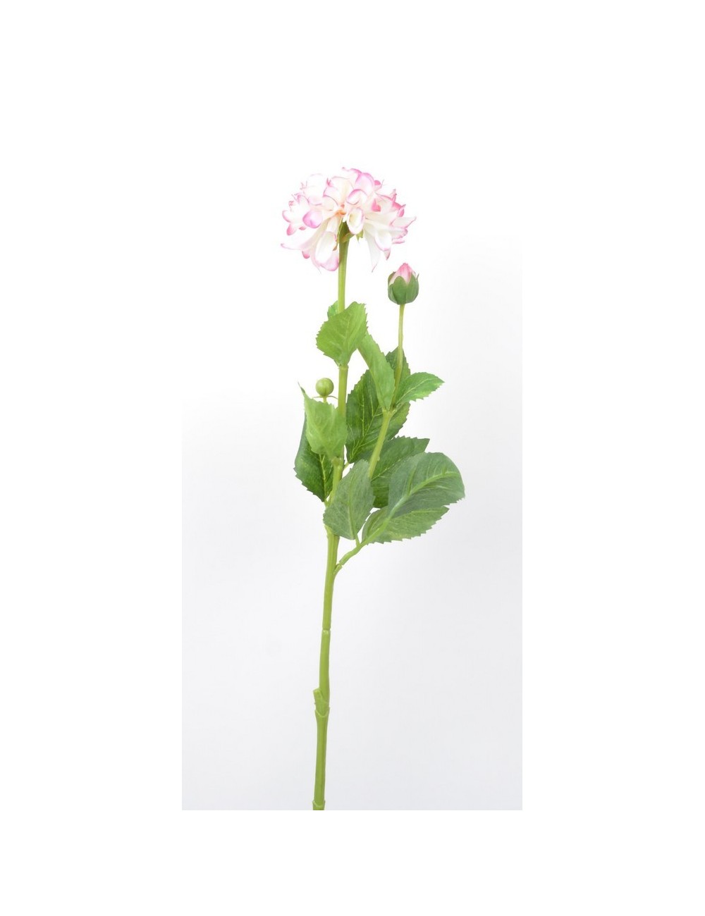 DALHIA + BOUTON PINK DALHIA + BOUTON PINK