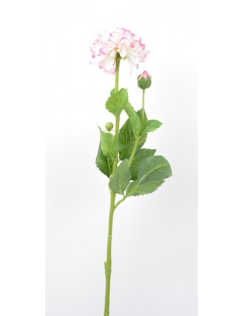 DALHIA + BOUTON PINK